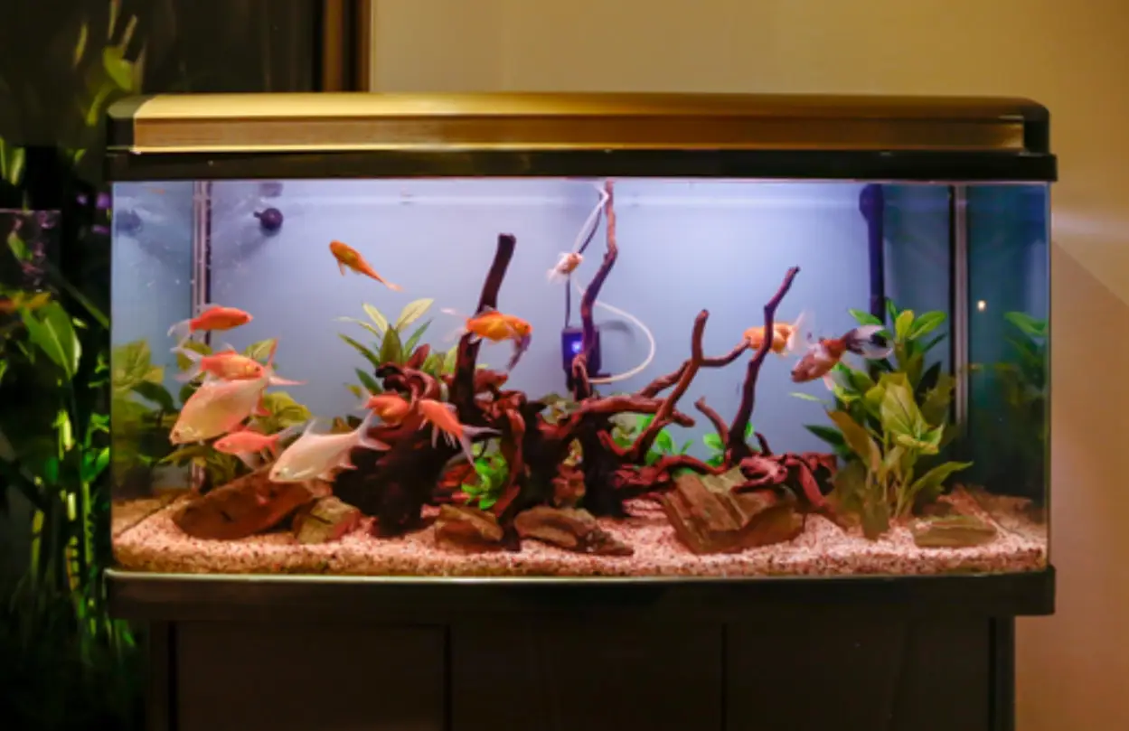 夢見魚缸很多小魚