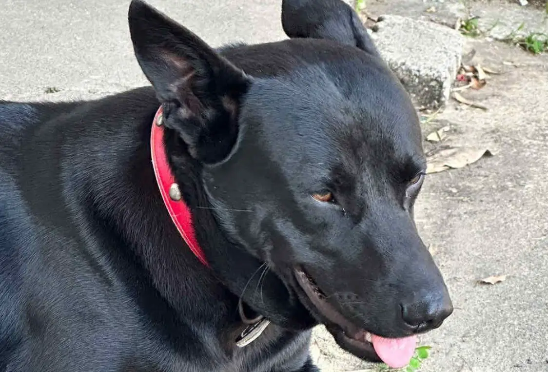 被狗咬夢境心理學