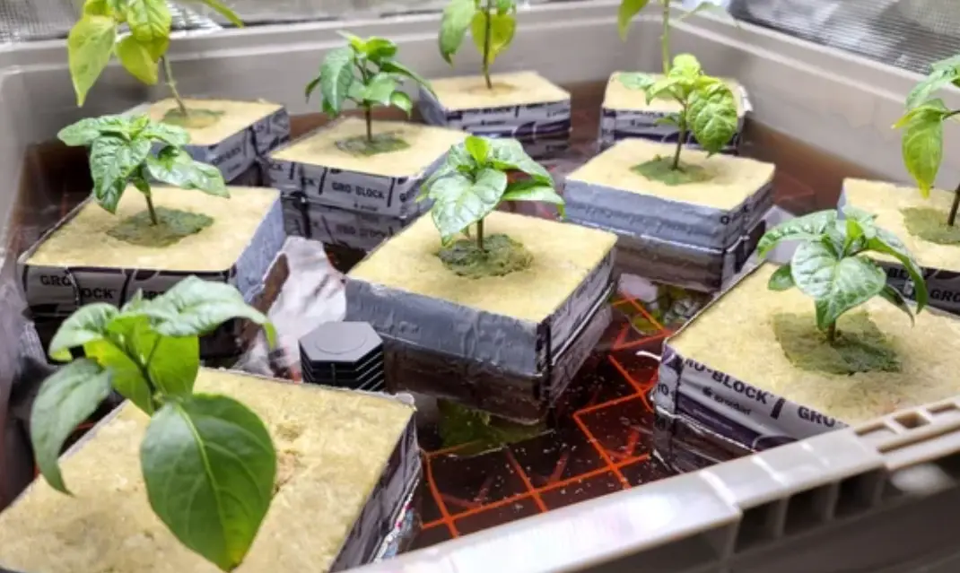 水耕營養液自製配方