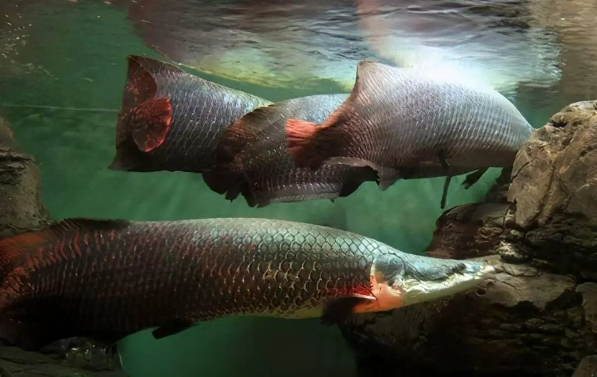 魚缸養大魚技巧