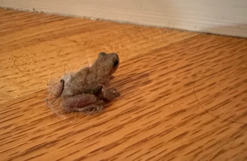 夢見青蛙入屋是吉是兇？解讀5大常見情境與民俗專家建議