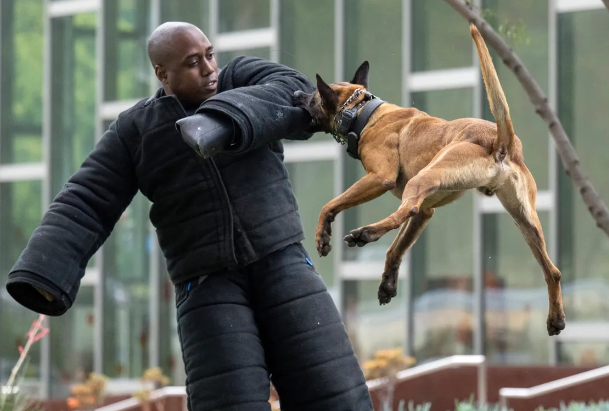 夢見被狗咬 預兆