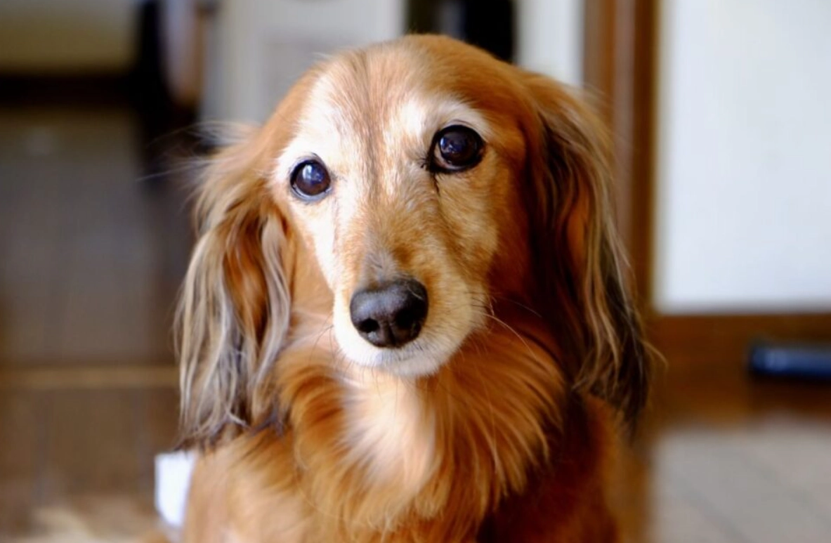 夢到被狗咬 健康