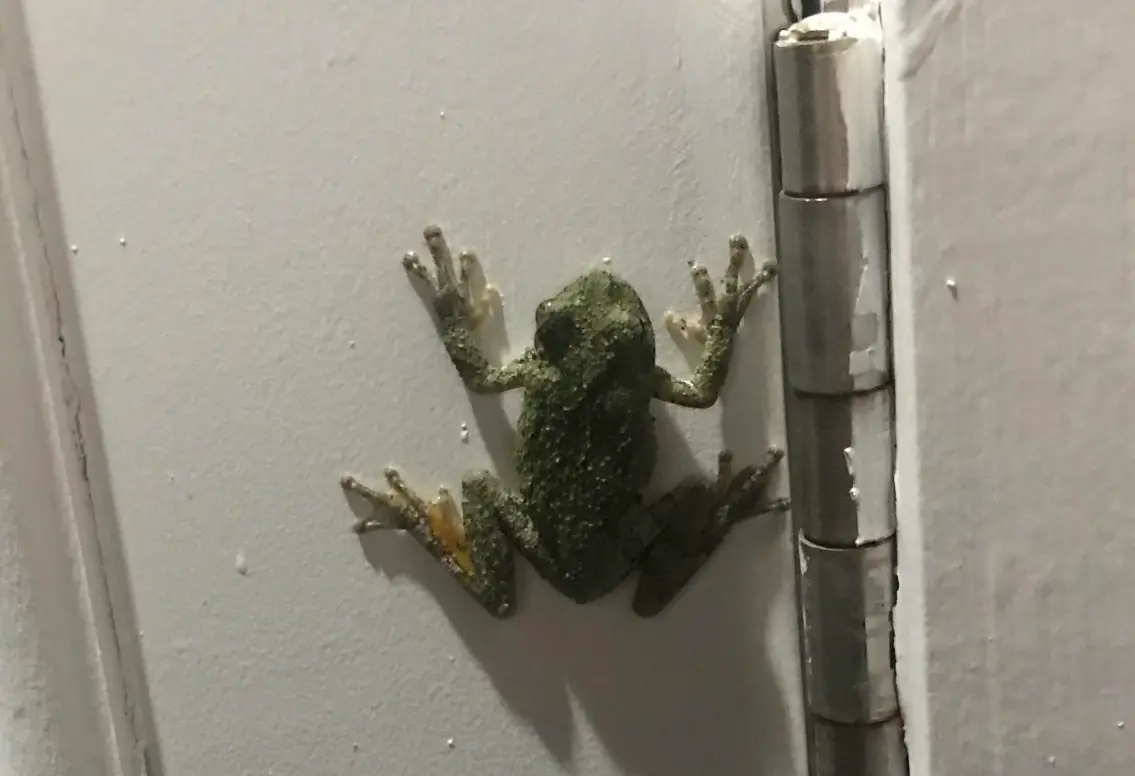 夢見青蛙入屋吉凶