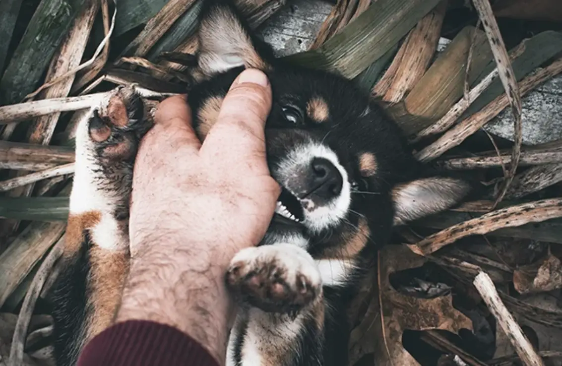 狗咬左手夢境意義