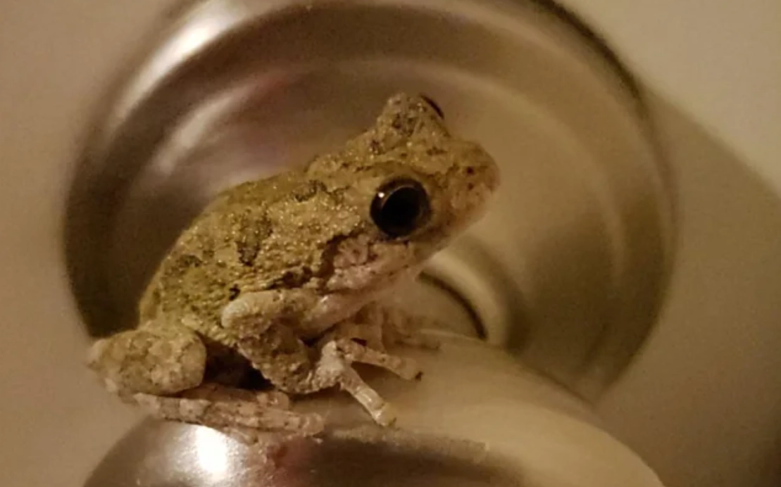 夢見青蛙入屋含義