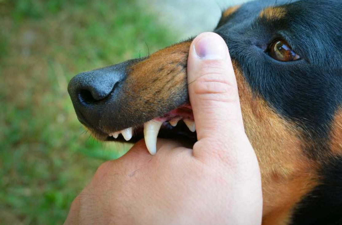 夢到被狗咬左手解夢
