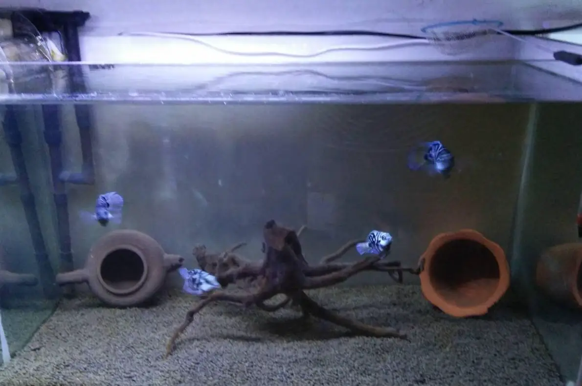 養魚新手常見錯誤