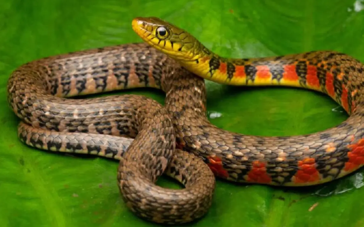 夢到被蛇咬右腳 解夢