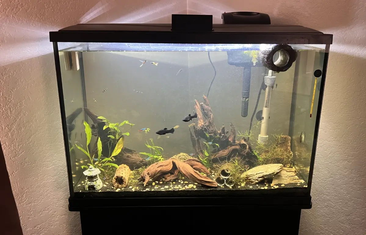 養魚新手常見錯誤