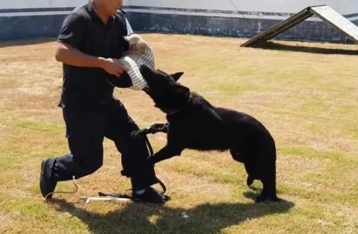 夢見被狗咬 周公解夢