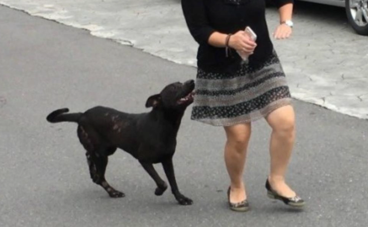 夢境解析 夢境解析