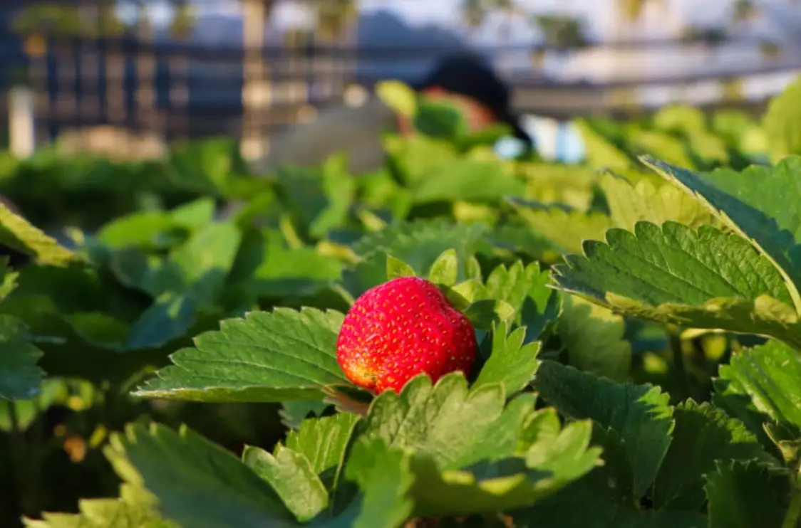 大湖草莓季