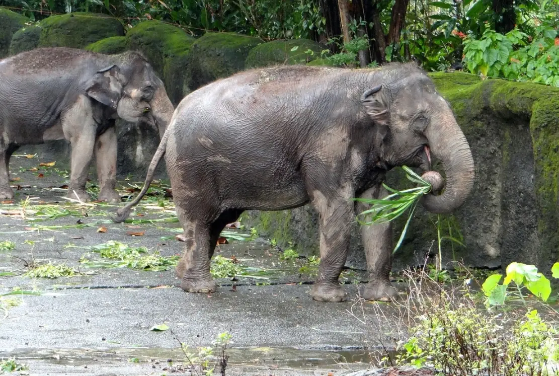 台中動物園推薦