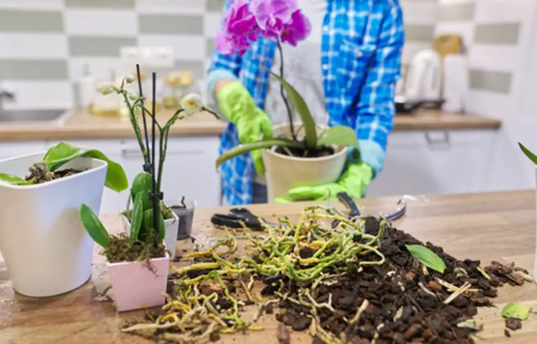 台灣 蘭花 種植