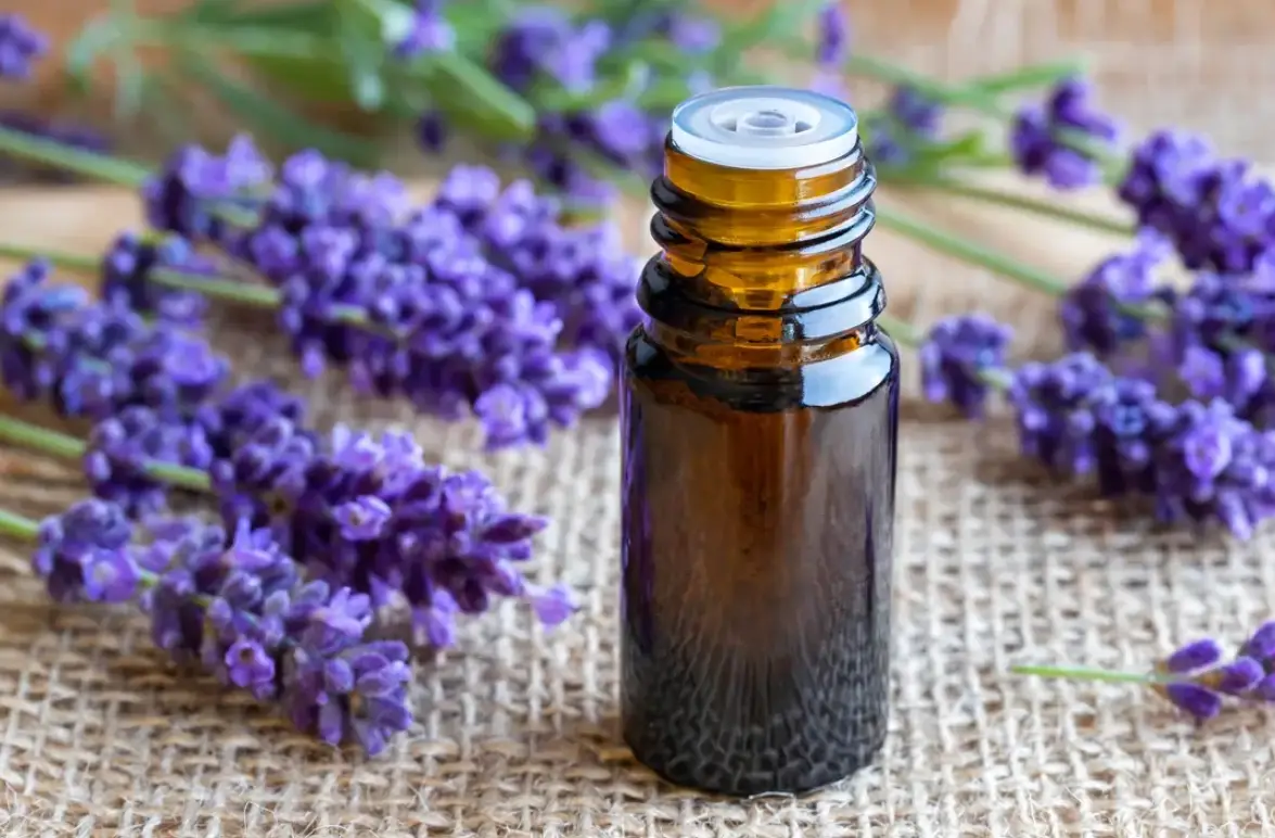 薰衣草精油 貓咪