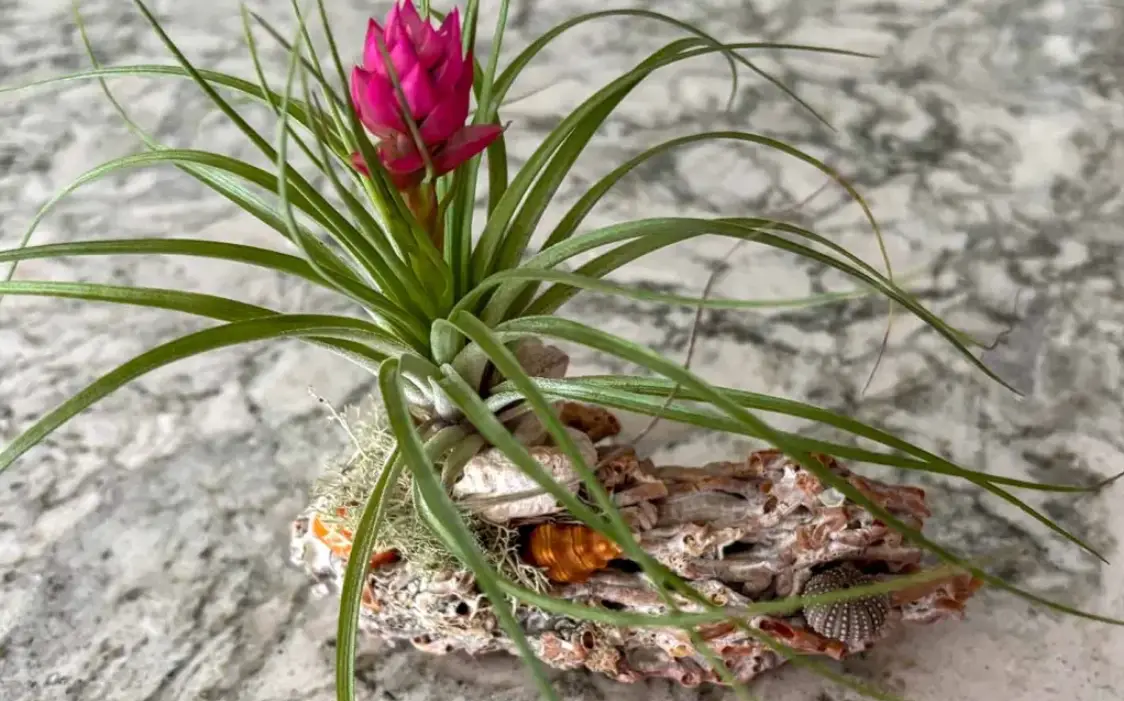 空氣鳳梨照顧 空氣鳳梨照顧