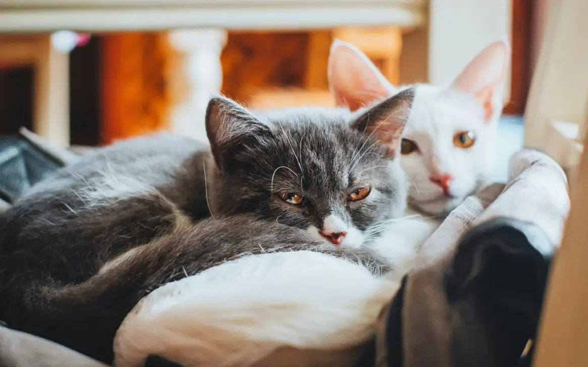 貓咪 精油 安全