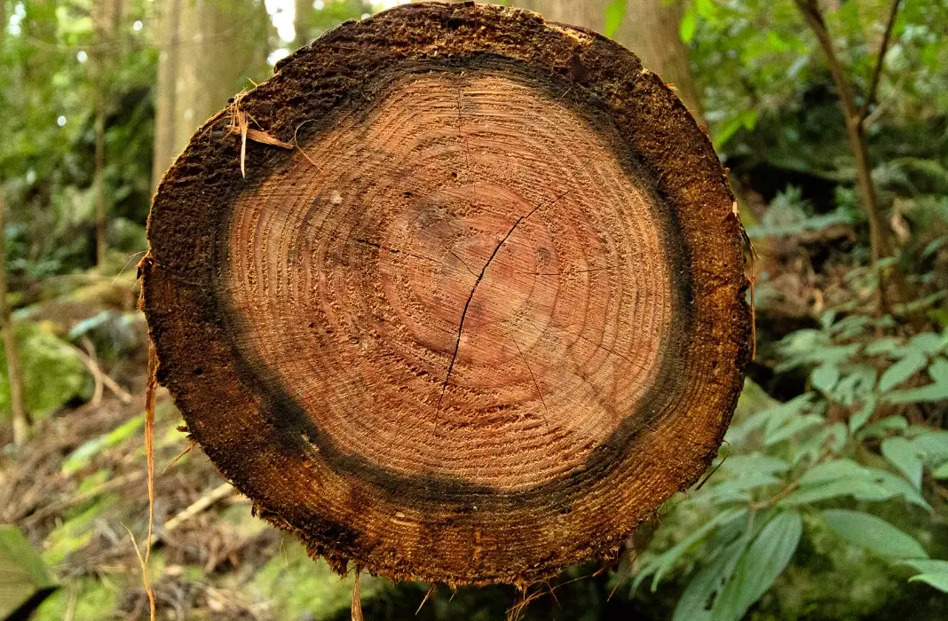 寵物 安全 檜木