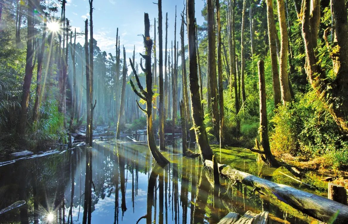 忘憂森林走路全攻略：南投秘境步道體驗與交通指南