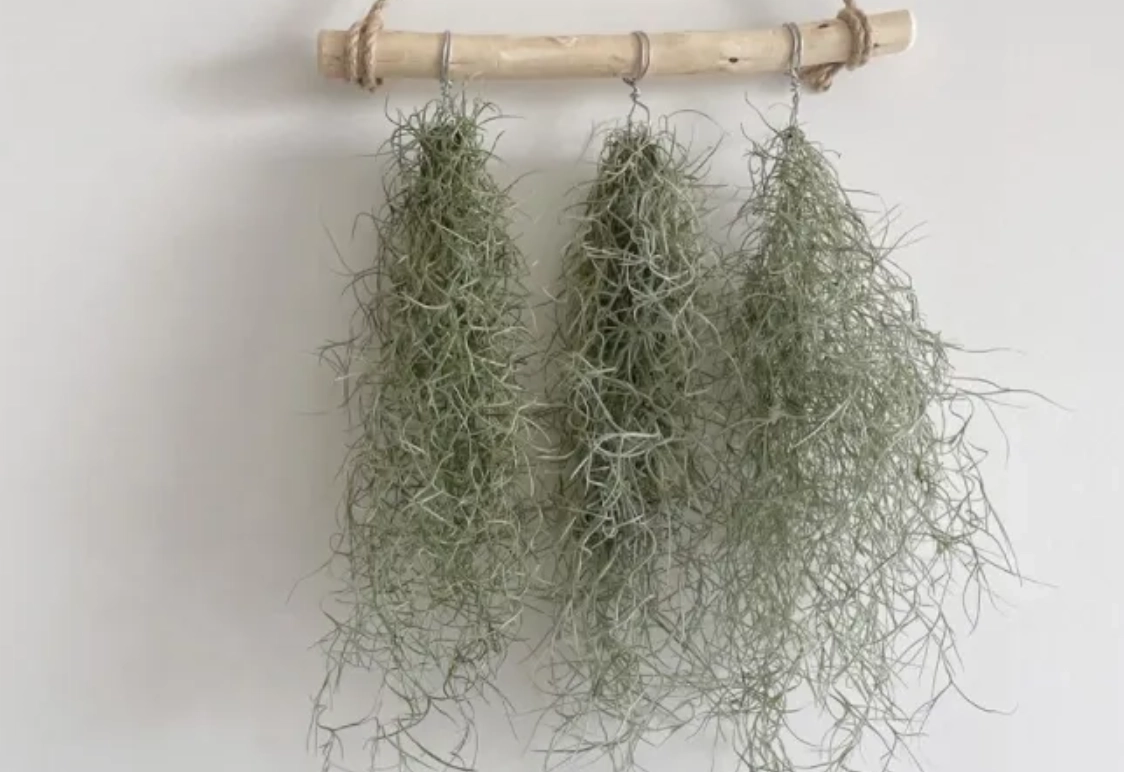 空氣草濕度控制全解析：從測量到調整的完整指南