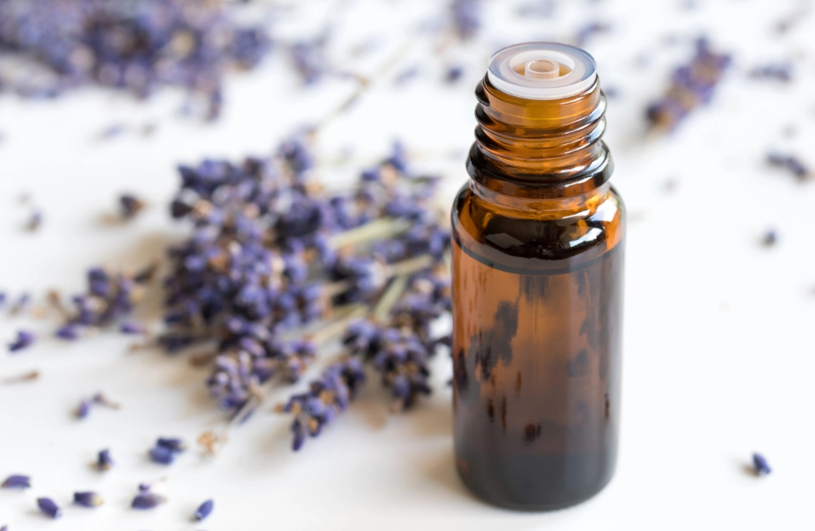 薰衣草 對貓 毒性