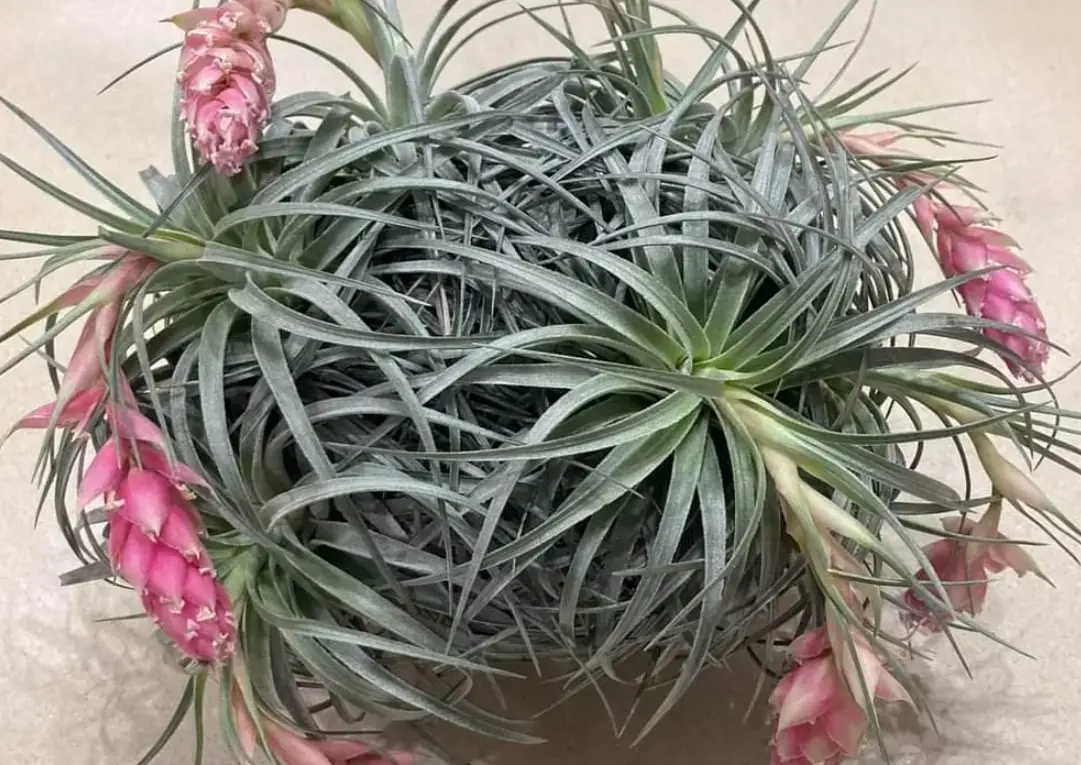 空氣鳳梨照顧 空氣鳳梨照顧