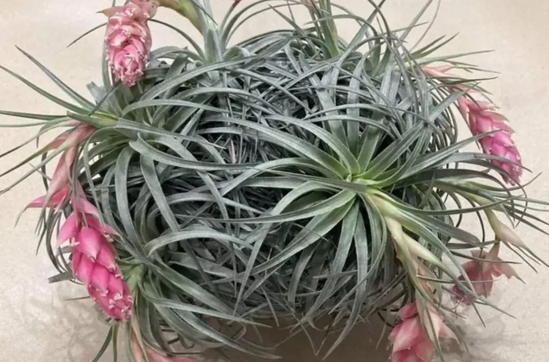 空氣鳳梨開花方法