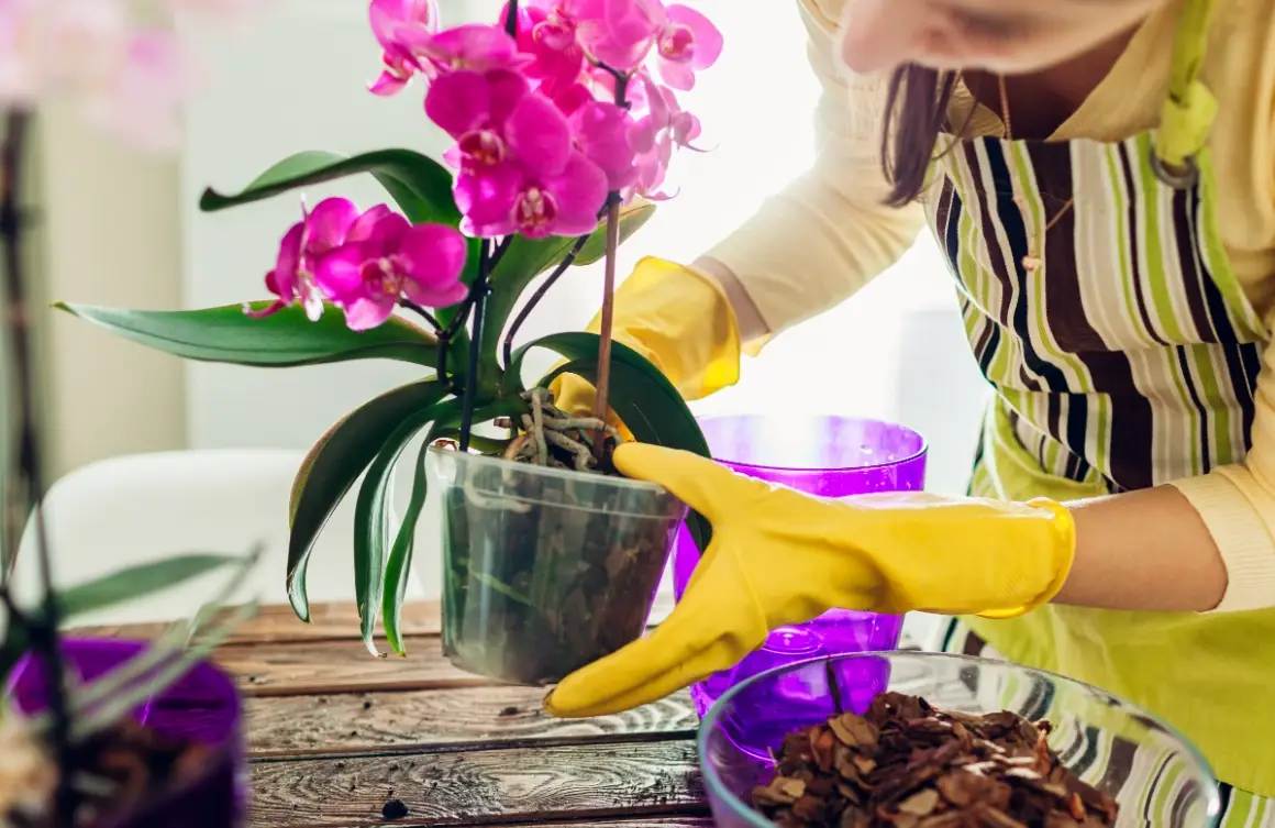 蘭花 栽培 介質