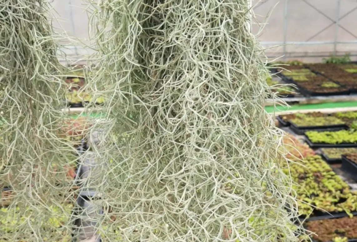 老人鬚空氣鳳梨 老人鬚空氣鳳梨