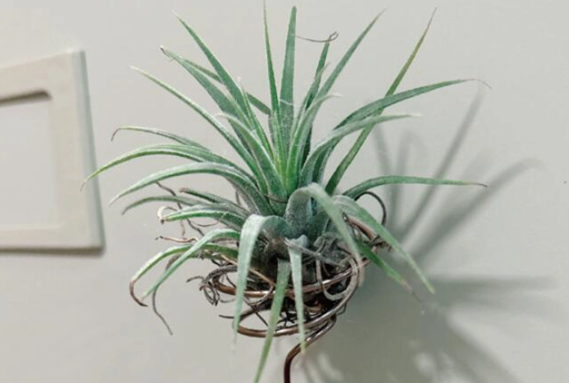 空氣草怎麼養 空氣草怎麼養