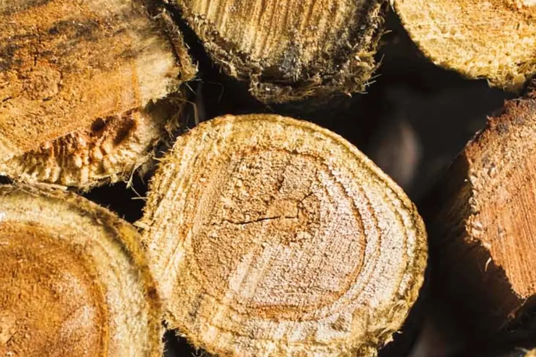 檜木對狗有害嗎