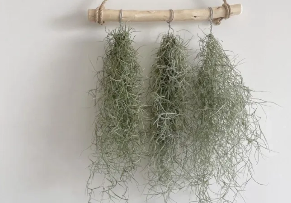 老人鬚空氣鳳梨 老人鬚空氣鳳梨