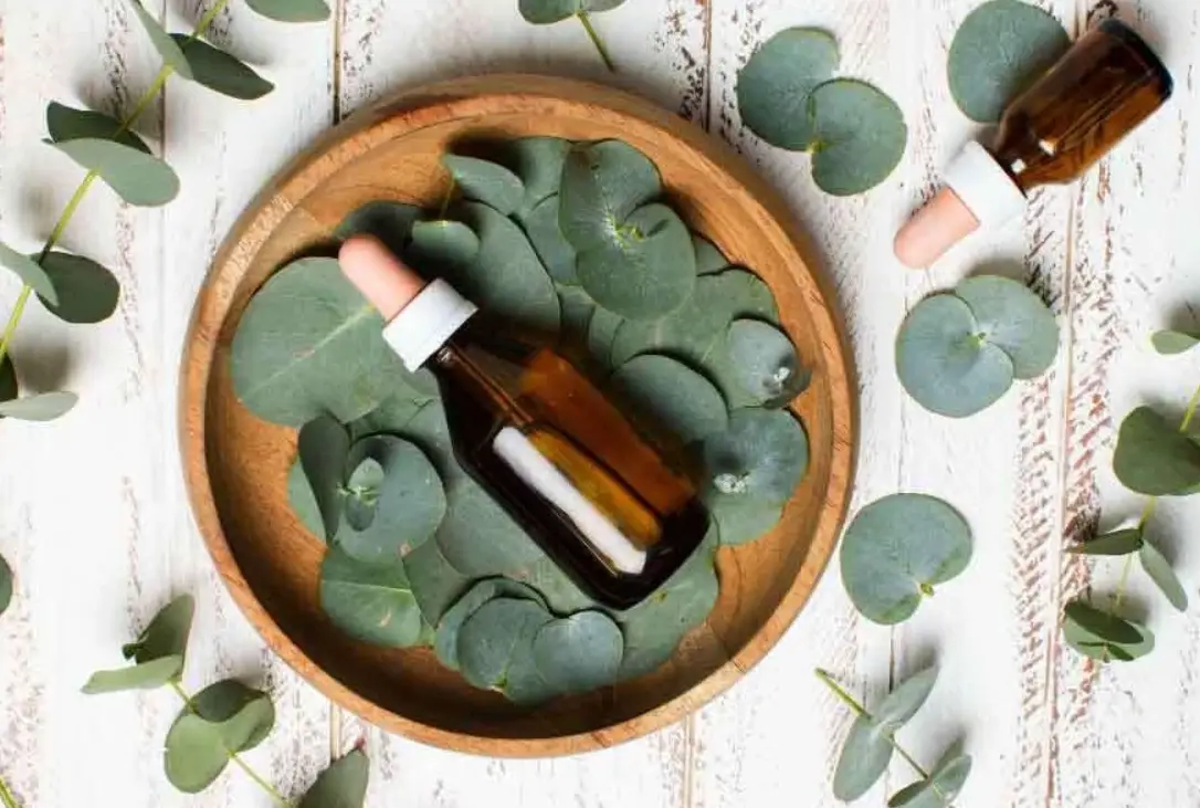 尤加利精油對狗有害嗎