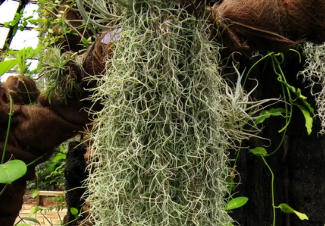 空氣鳳梨照顧 空氣鳳梨照顧
