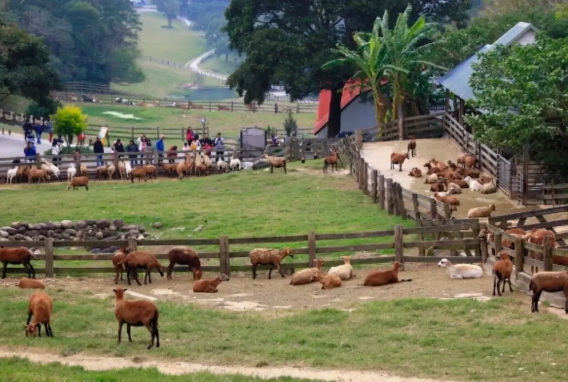 中部動物農場全攻略：門票交通、必玩項目、行程規劃一次掌握