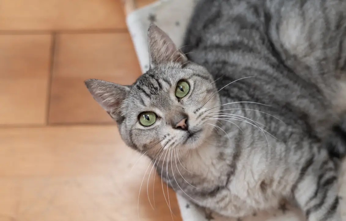 貓咪可以聞精油嗎