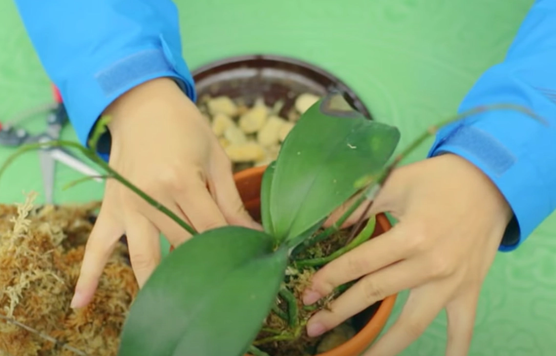 培養土可以種蘭花嗎