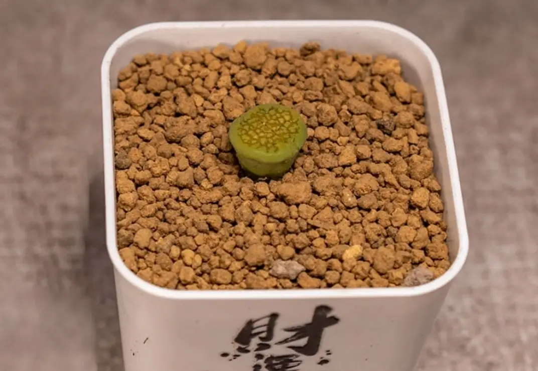 赤玉土使用前處理 赤玉土使用前處理