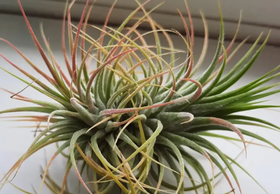 空氣鳳梨顏色變化