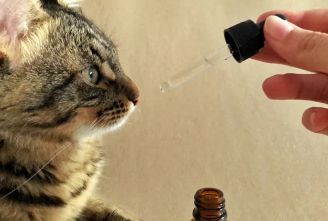 寵物 精油 使用