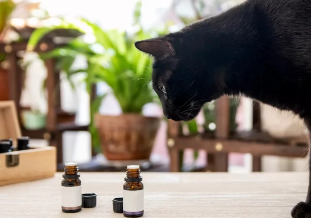 寵物 精油 使用