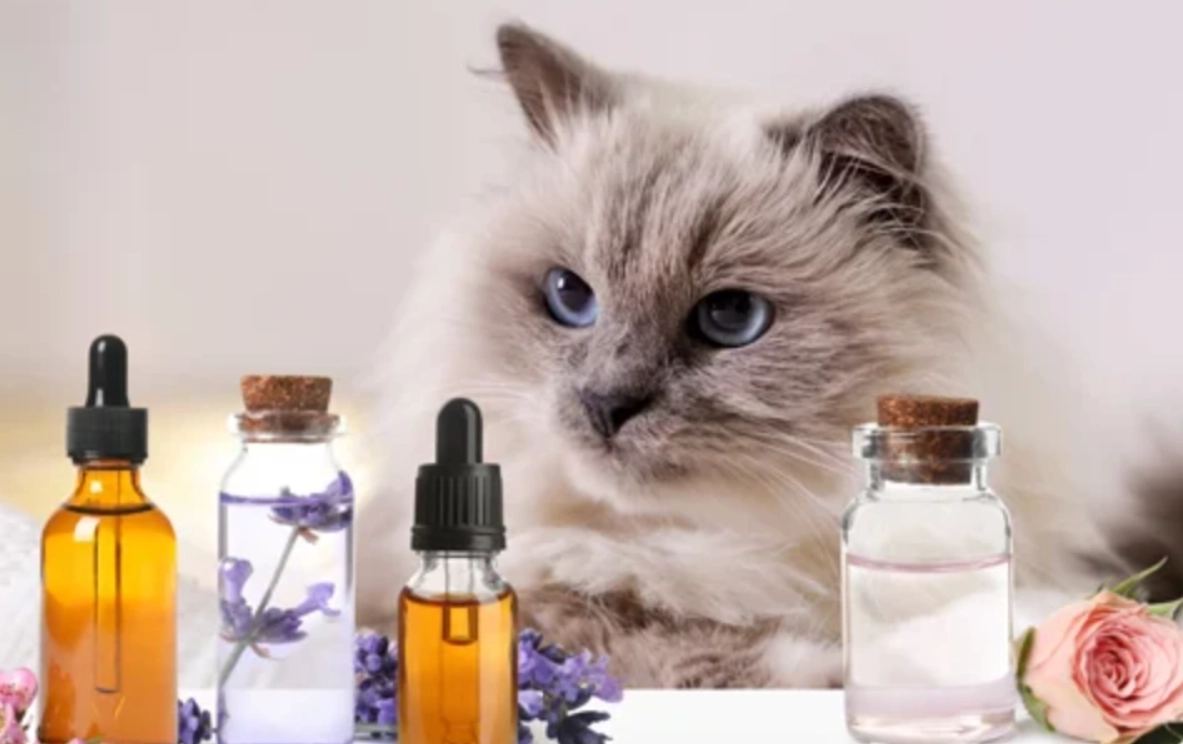 貓咪 精油 安全