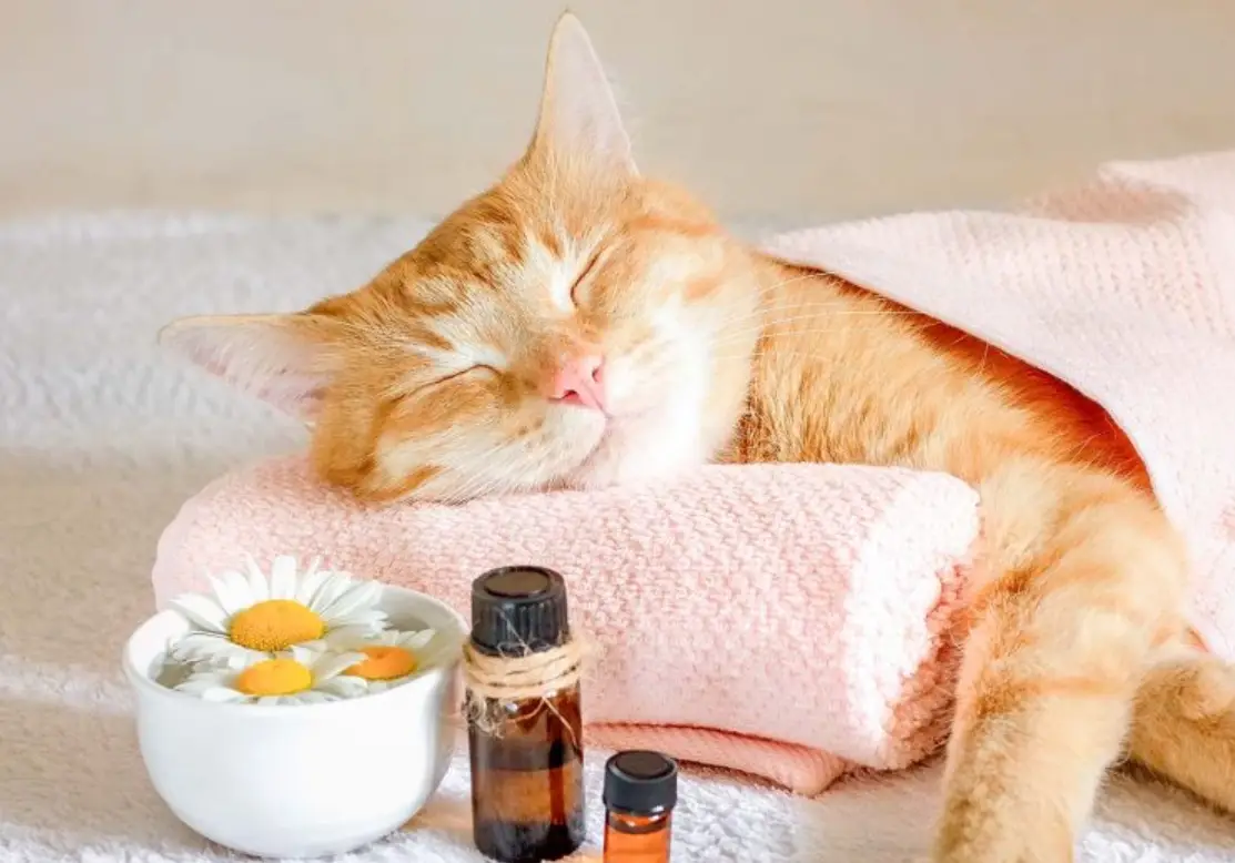 貓 聞 精油 危害