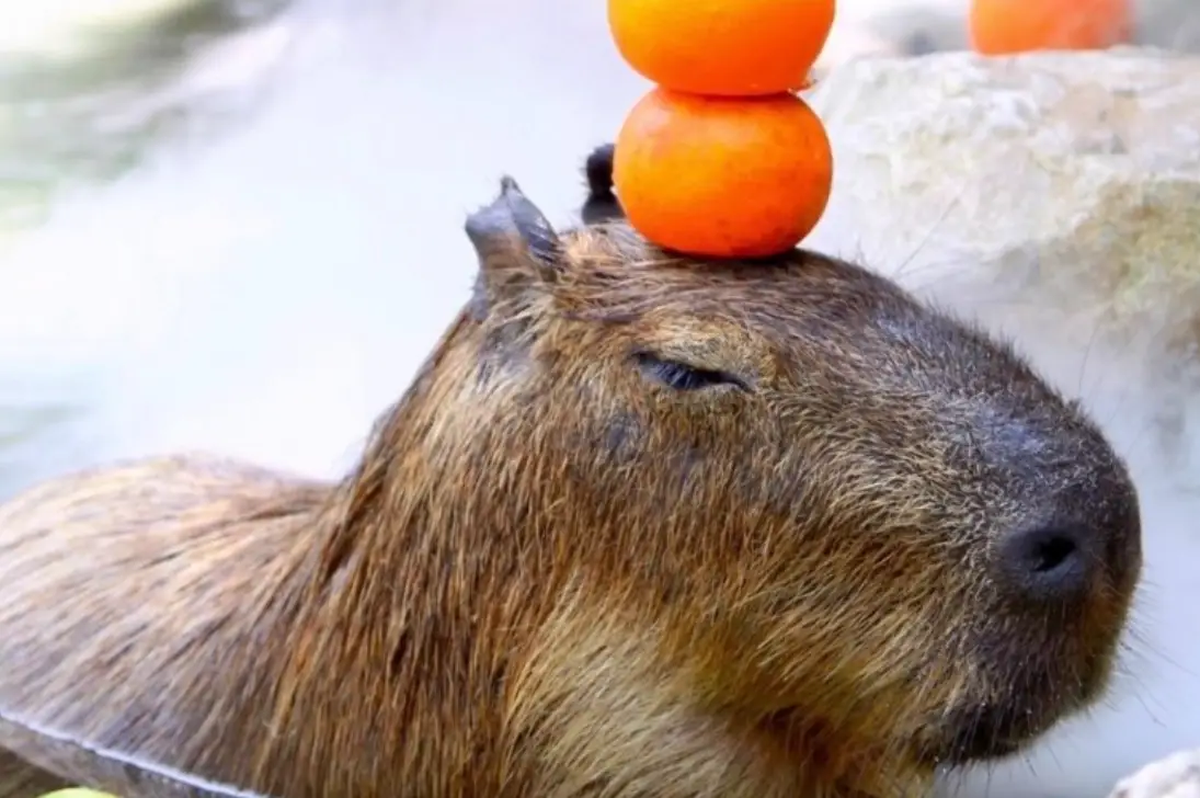 台中水豚咖啡廳全攻略：互動體驗、店家資訊與行程規劃