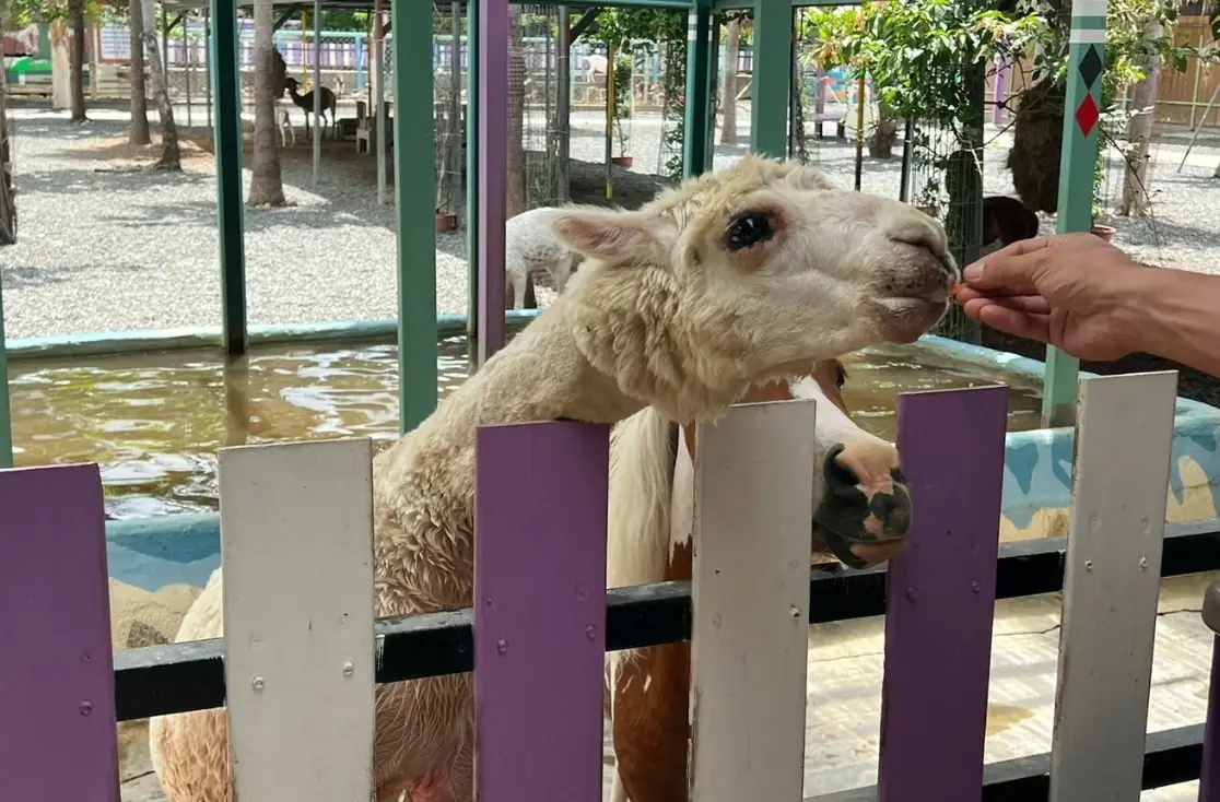 中部餵動物景點全攻略：親子互動、地址交通與實用技巧