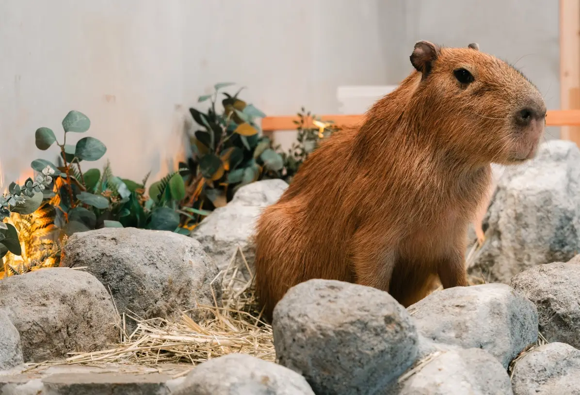 台中動物咖啡廳