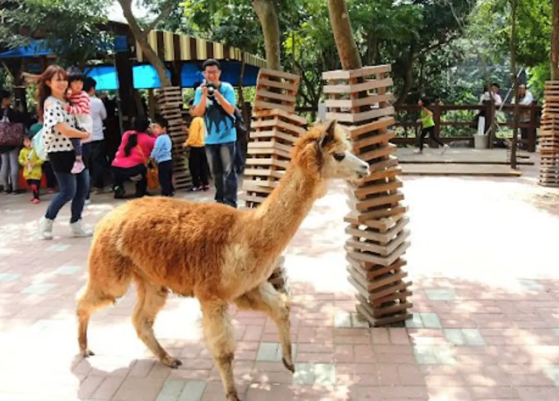 中部動物景點全攻略：門票、交通、行程一次搞定