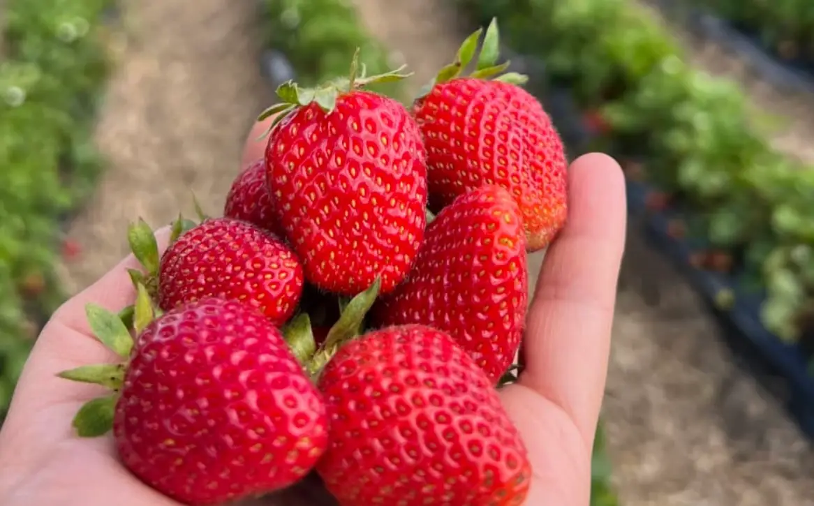 威爾森的農場 交通