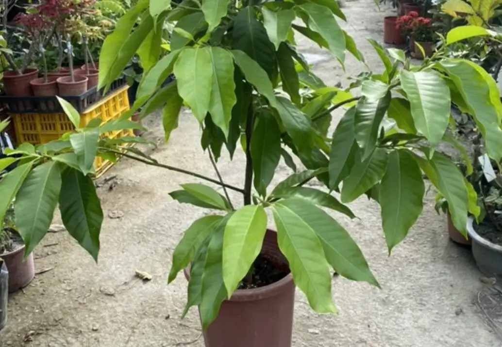 玉蘭花不開花原因 玉蘭花不開花原因